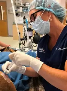 Dog undergoing surgery