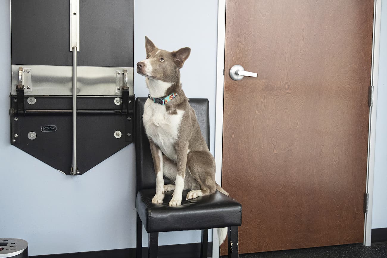 Calm dog with protective glasses on undergoing cold laser therapy